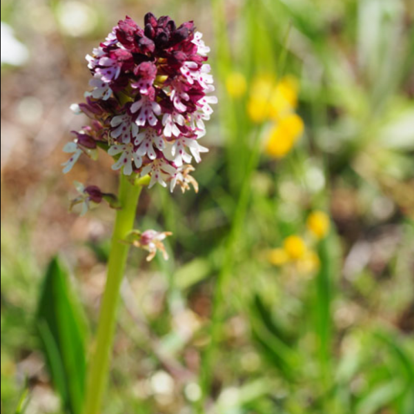 Neotinea ustulata